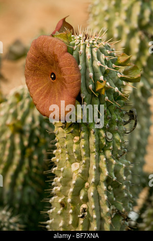 Hoodia juttae, un asclepiad da Namaqualand, Sud Africa Foto Stock