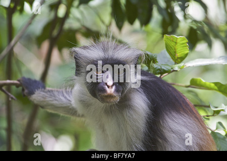 Red Colobus Monkey Foto Stock