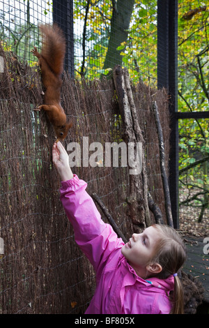 Ragazza alimentare un scoiattolo rosso durante il suo 'junior Keeper per la giornata di esperienza al Lakeland Oasi faunistica in Cumbria. Foto Stock