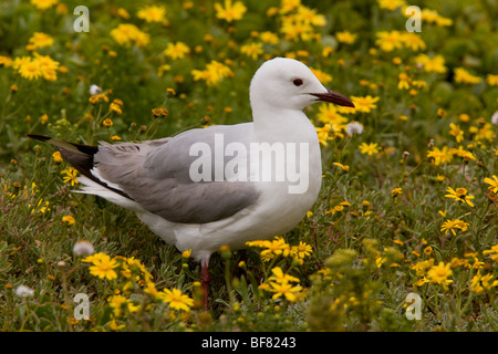 Hartlaub il gabbiano, Larus hartlaubii in prati fioriti, Postberg, West Coast National Park, Sud Africa Foto Stock