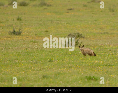 Bat-Eared Fox Otocyon megalotis nella riserva Postberg, Sud Africa Foto Stock