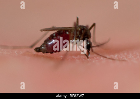 Close up di zanzara alimentazione su pelle umana, sangue riempito addome Foto Stock