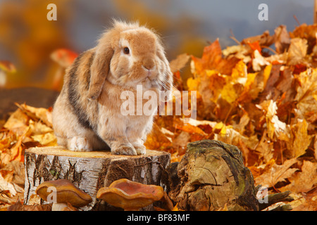 Lop-eared Dwarf Rabbit / coniglio domestico Foto Stock