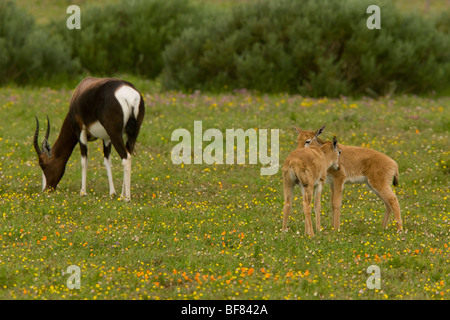 Bontebok, pygargus Damaliscus dorcas; femmina e giovane, Postberg, West Coast National Park, Sud Africa Foto Stock