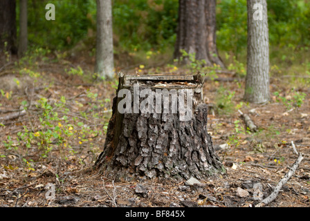 Ceppo di albero nella foresta Foto Stock