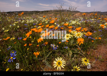 Fiori di Primavera Arctotis fastuosa (arancione), Ursinia speciosa (giallo) e Felicia, Kamiesberg montagne, Namaqualand Sud Africa Foto Stock