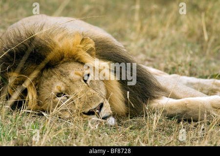 Close-up di sleepy lion maschio - Masai Mara riserva nazionale, Kenya Foto Stock