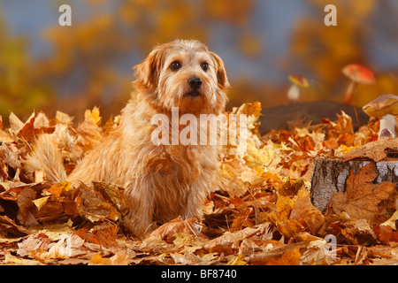 Norfolk Terrier / fogliame di autunno Foto Stock