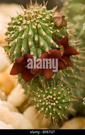 Trichocaulon piliferum = Hoodia, una famiglia milkweed succulenti Namaqualand, Sud Africa Foto Stock