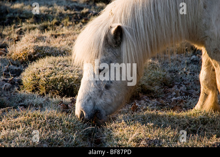 La testa e le spalle di una nuova foresta pony su un gelido inverno mattina Foto Stock