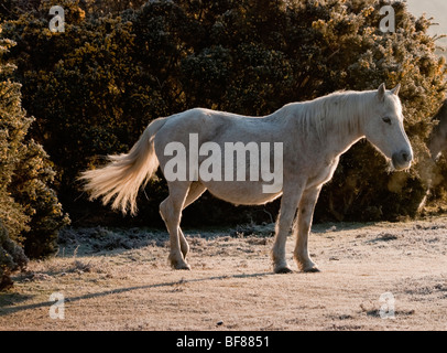 New Forest Pony nella parte anteriore di un gorse bush su un gelido inverno mattina Foto Stock