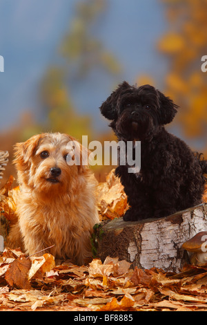 Bolonka Zwetna e Norfolk Terrier / Tsvetnaya Bolonka, fogliame di autunno Foto Stock