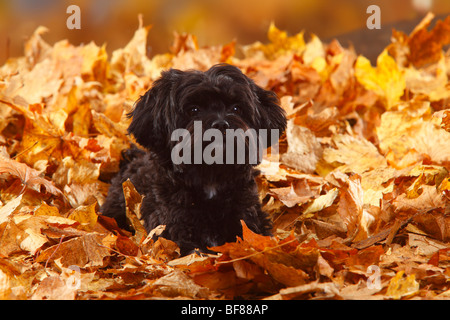 Bolonka Zwetna / Tsvetnaya Bolonka, fogliame di autunno Foto Stock