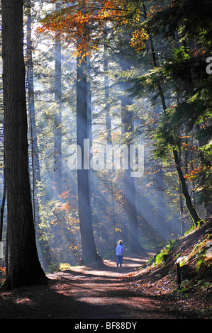 L'Eremo di Inver Dunkeld dal fiume Braan, Perthshire. SCO 5515 Foto Stock