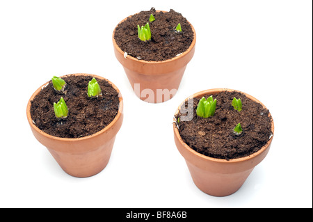 Tre vasi di terracotta riempita con Bulbi di giacinto di torba Foto Stock