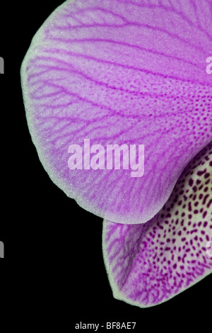 Rosa Phalaenopsis Orchid (Moth Orchid) Foto Stock