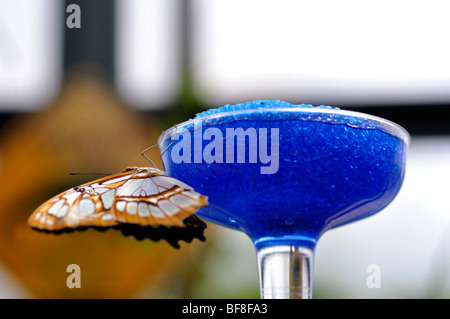 Malachite butterfly (Siproeta stelenes) sulla farfalla alimentatore di nettare Foto Stock