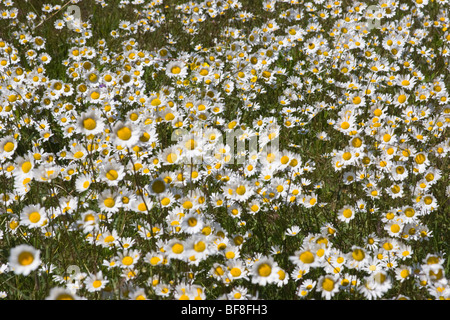 Centinaia di fiori selvatici a margherita sulla Bonaventure Island in Québec, Canada. Foto Stock