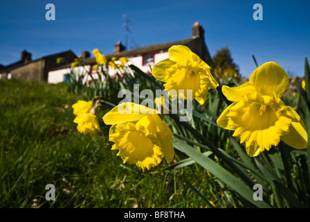 Giunchiglie in Primavera nel Parco Nazionale del Distretto dei Laghi, Cumbria, England, Regno Unito Foto Stock