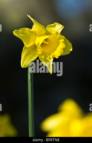 Giunchiglie in Primavera nel Parco Nazionale del Distretto dei Laghi, Cumbria, England, Regno Unito Foto Stock