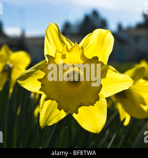 Giunchiglie in Primavera nel Parco Nazionale del Distretto dei Laghi, Cumbria, England, Regno Unito Foto Stock