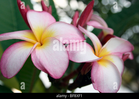 Rosa fiori di frangipani Foto Stock