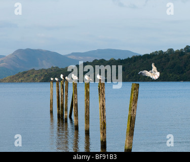Seagull atterraggio su al posto di Loch Lomond presso la baia di anatra Foto Stock