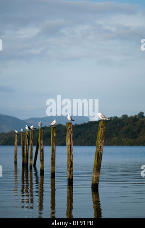 Gabbiani sat su pali di legno a Loch Lomond presso la baia di anatra Foto Stock