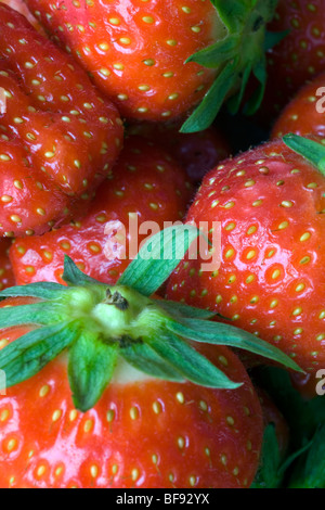 Immagine macro di fragole fresche in presenza di luce solare Foto Stock