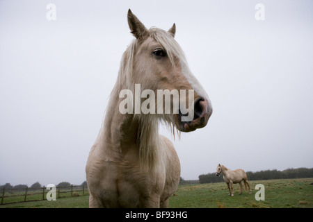 Cavalli Imogen. Lungi Oakridge. Gloucestershire. Regno Unito. Foto Stock