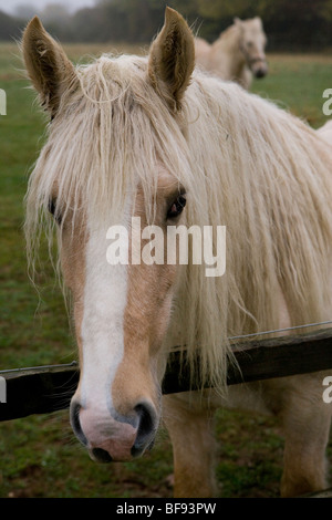 Cavalli Imogen. Lungi Oakridge. Gloucestershire. Regno Unito. Foto Stock