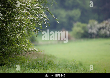 Agricoltore Henry Edmund's 1000 acre Cholderton station wagon, Wiltshire Foto Stock