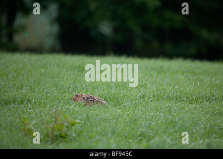 Una lepre sul Farmer Henry Edmunds 1000 acre Cholderton station wagon, Wiltshire. Foto Stock