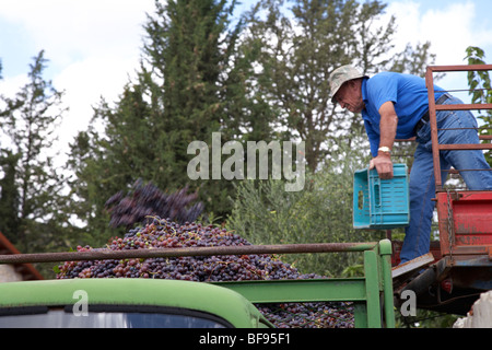 Raccolta frutta francia