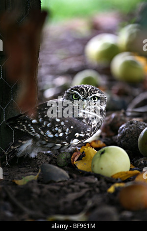 Baby gufo tra le mele a terra Foto Stock