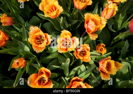 Ampio angolo di vista ravvicinata di crescente sfrangiato tulipani. Foto Stock