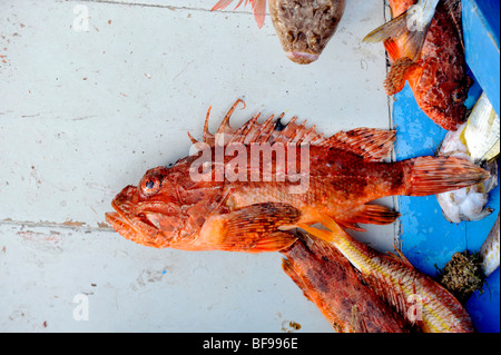 Un rosso brillante Mediterranea di pesce pronto per il mercato sulla banchina a Teulada, Sud Ovest della Sardegna, Italia Foto Stock