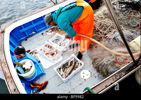 Un pescatore ordina la sua Mediterranea di pesce pronto per il mercato sulla banchina a Teulada, Sud Ovest della Sardegna, Italia sulla sua barca Foto Stock