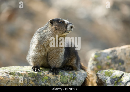 Annoso marmotta, (Mamota caligata), sui Prati di Cavell trail, Jasper National Park, Alberta Foto Stock