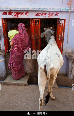 Donna che offre e la mucca di mangiare le donazioni provenienti da un indù santuario in Pushkar Mela in Pushkar nel Rajasthan in India Foto Stock