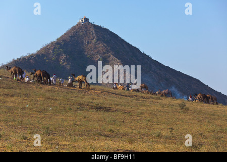 Cammelli su una collina di fronte al tempio Savitri al Camel festival di Pushkar nel Rajasthan in India Foto Stock