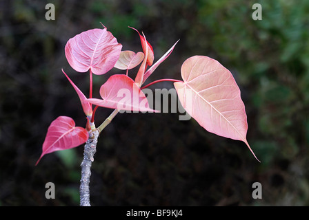 Ficus Arnottiana Foto Stock