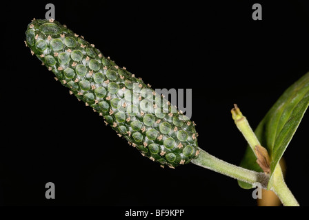 Pepe lungo Piper longum. Utilizzato in medicina ayurvedica come naturale a base di erbe perdita di peso Foto Stock