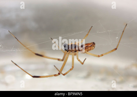 Maschio vedova Brown spider (Latrodectus geometricus) appeso a testa in giù nella sua web. Foto Stock