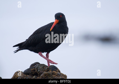 Oyster Catcher (Haematopus longirostris) girovagando per la costa rocciosa a Patons Rock, Nuova Zelanda Foto Stock