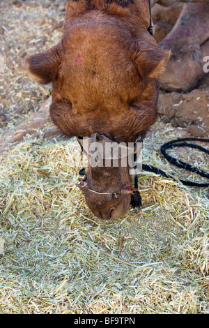 Camel mangiare la paglia al Camel Fair in Pushkar India Foto Stock