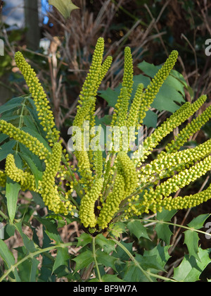 Fioritura invernale Mahonia japonica Foto Stock