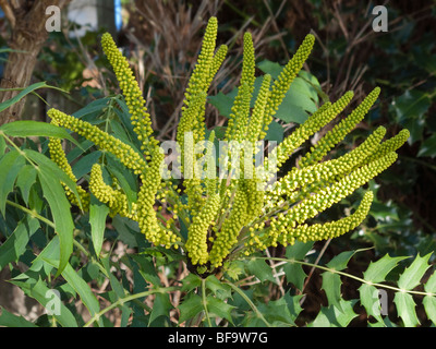Fioritura invernale Mahonia japonica Foto Stock