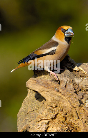 Hawfinch (Coccothraustes coccothraustes).Andujar, Provincia di Jaen, Andalusia, Spagna Foto Stock