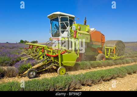 Raccolto di lavanda in luglio al Plateau de Valensole. Alpes-de-Haute-Provence. Valensole, Francia. Foto Stock